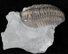 Flexicalymene Trilobite In Matrix - Ohio #20975-1